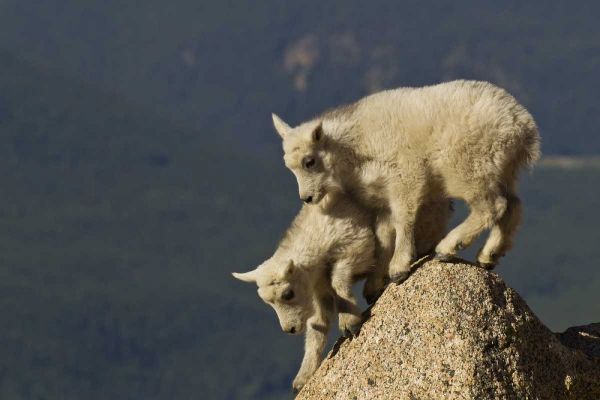 CO, Mount Evans Mountain goat kids climbing